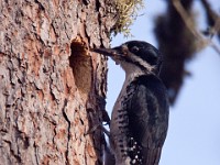 IMG 2029c  Black-backed Woodpecker (Picoides arcticus) - female at nest